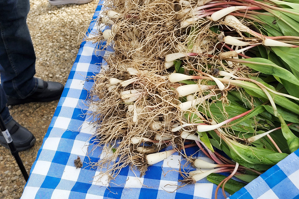 Ramps on table (photo courtesy of Ramp Up Peninsula)