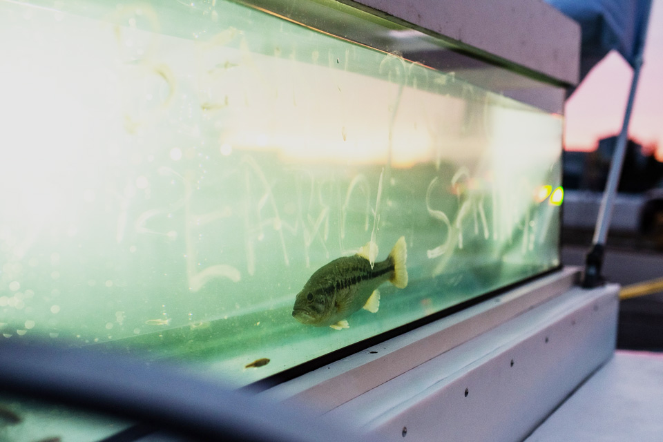 Benny the Bass (photo courtesy of Buckeye Lake Winterfest)