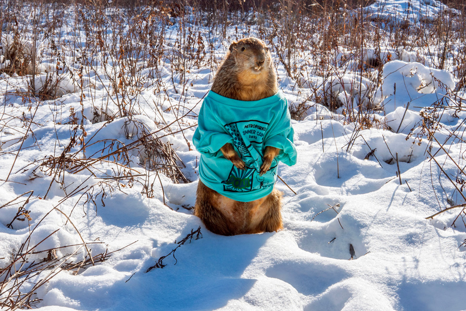 Wildwood Willie (photo courtesy of Metroparks Toledo)