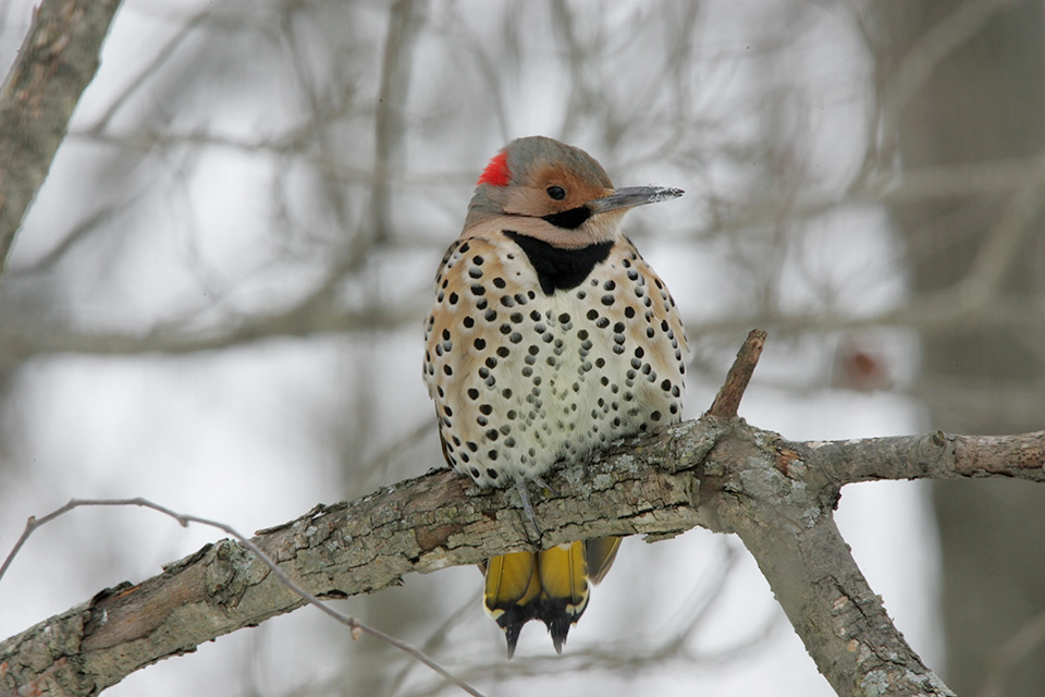 Northern Flicker sitting on a branch at Lake Hope State Park (photo courtesy of Ohio Department of Natural Resources)