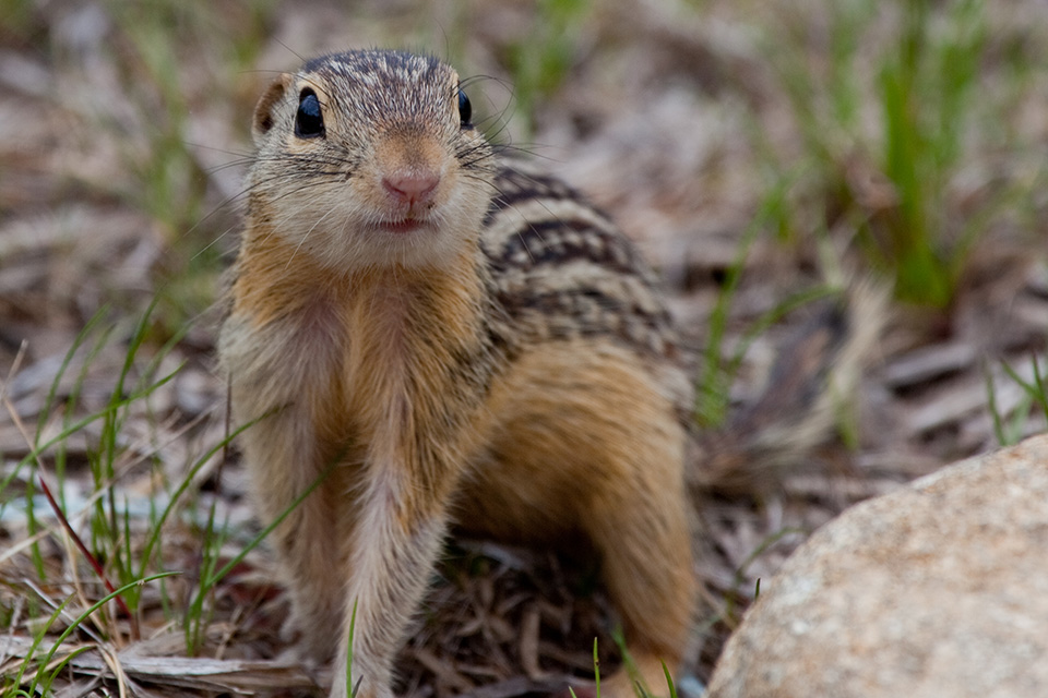 A thirteen-lined ground squirrel (photo courtesy of ODNR Division of Wildlife)