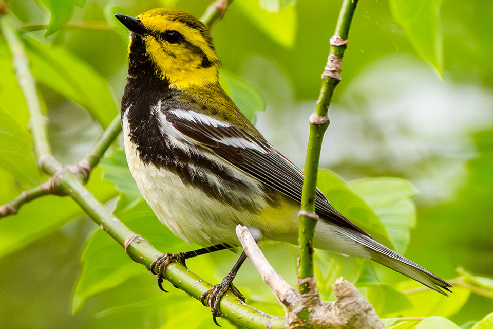 A Black-throated Green Warbler on a branch (photo courtesy ODNR Division of Wildlife)