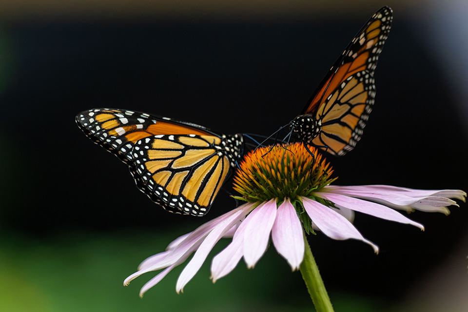 Two monarch butterflies on a flower (photo courtesy ODNR Division of Wildlife)