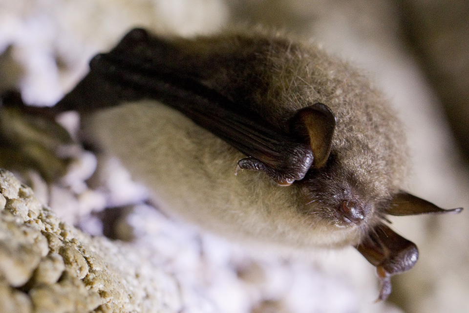 A Little Brown bat in a cave (photo courtesy ODNR Division of Wildlife)