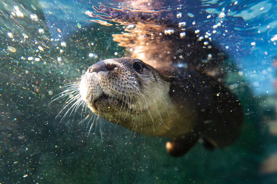 Otter at Columbus Zoo and Aquarium’s North America Trek (photo by Grahm S. Jones)