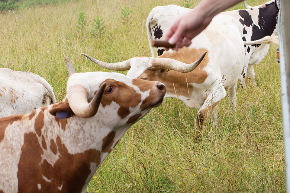 Cow being fed at Dickinson Cattle Ranch in Barnesville (photo by Rachael Jirousek)