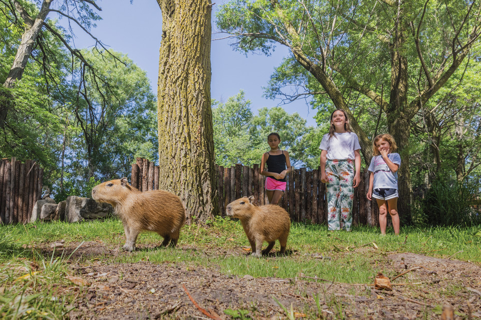 Capybaras at African Safari Wildlife Park in Port Clinton (photo by Laura Watilo Blake)