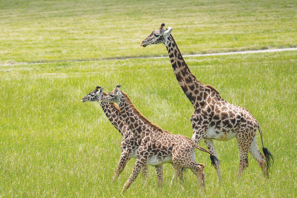 Giraffes at The Wilds in Cumberland (photo by Grahm S. Jones, Columbus Zoo and Aquarium)
