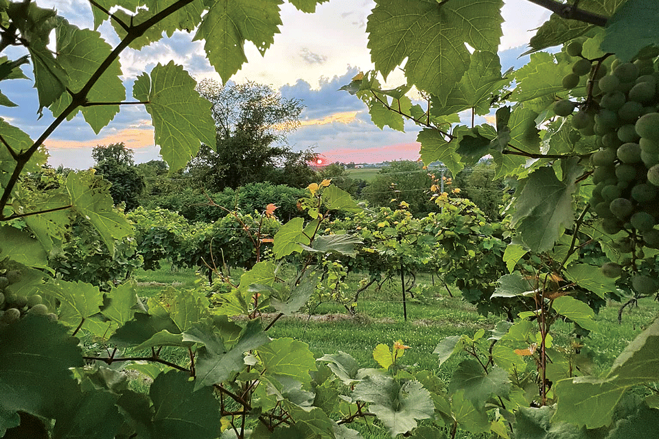 Vineyard and sunset at Black Sheep Vineyard in Adena (photo courtesy of Black Sheep Vineyard)