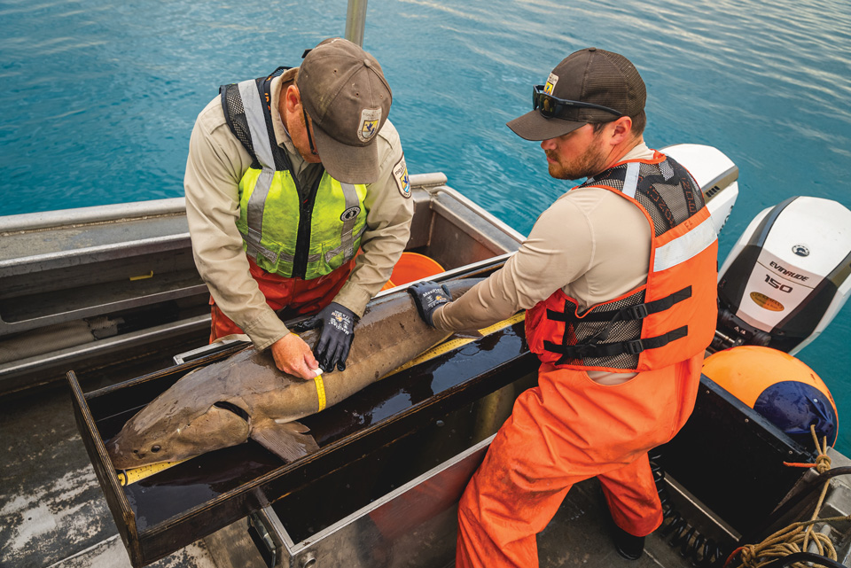 U.S. Fish and Wildlife staffers measuring a sturgeon on Lake Erie (photo courtesy of Toledo Zoo)