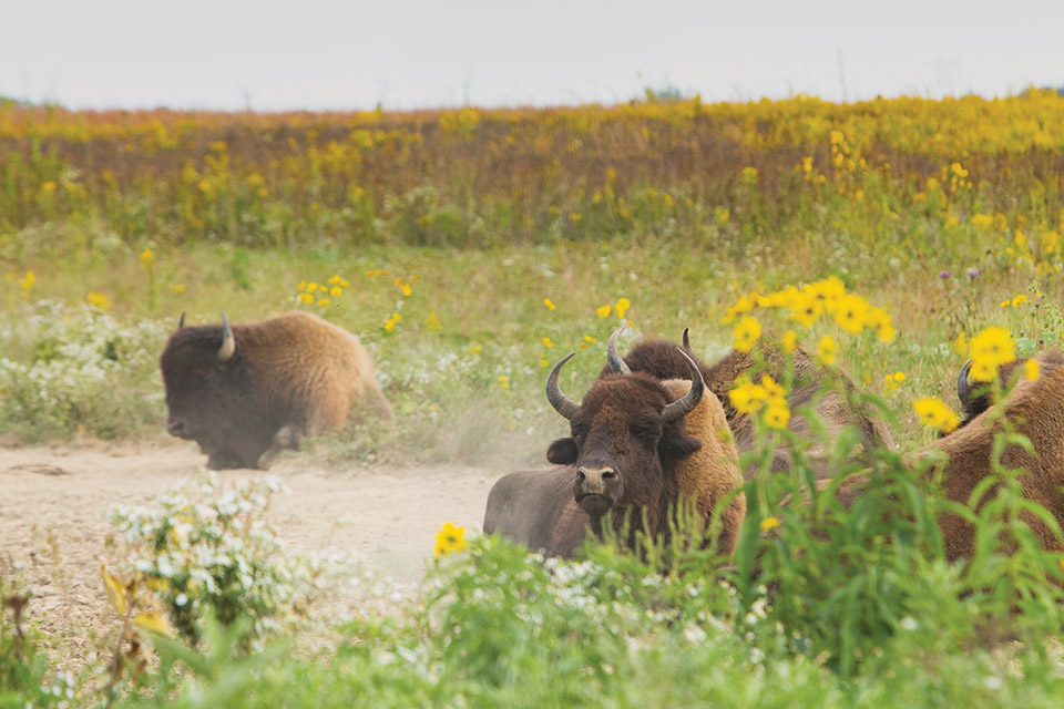 Bison at Battelle Darby Creek Metro Park in Galloway (photo by Laura Watilo Blake)