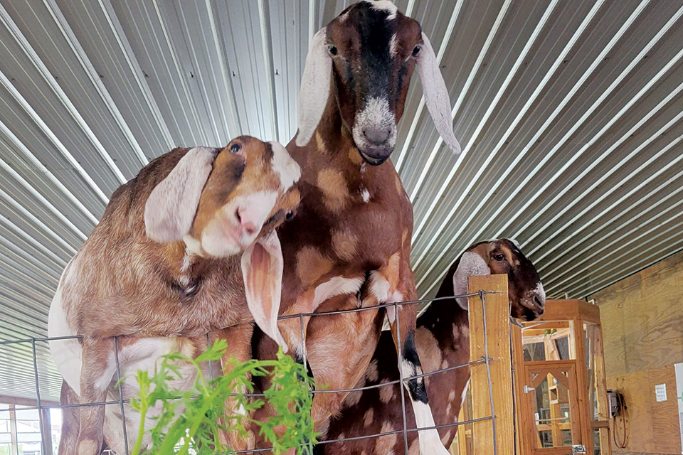 Goats at Hershberger’s Farm & Bakery in Millersburg (photo courtesy of Hershberger’s Farm & Bakery)