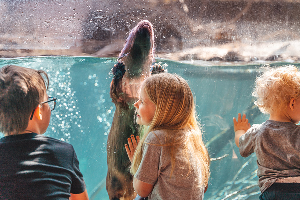 Kids watching otters at the Toledo Zoo & Aquarium (photo courtesy of Toledo Zoo & Aquarium)