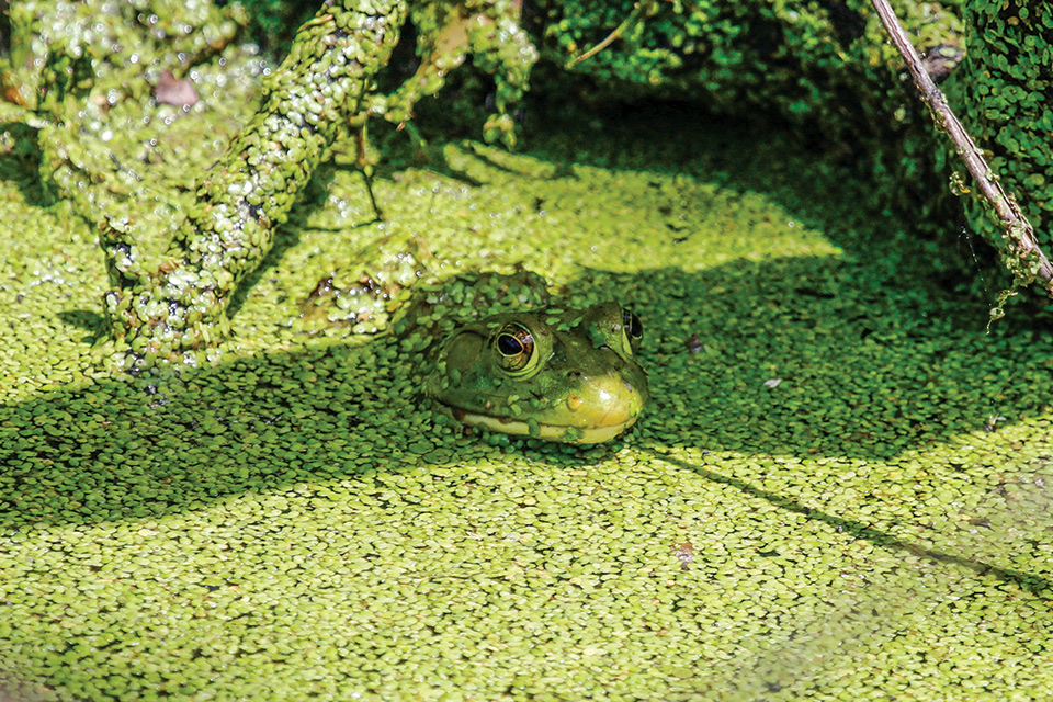 Frog at BioBlitz - Race to 250 at Maumee Bay State Park in Oregon (photo courtesy of Ohio Department of Natural Resources)
