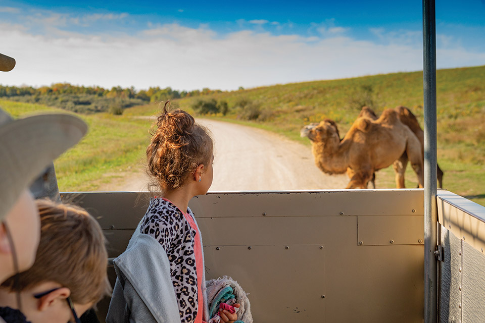 Girl looking at camel at The Wilds in Cumberland (photo by Laura Watilo Blake)