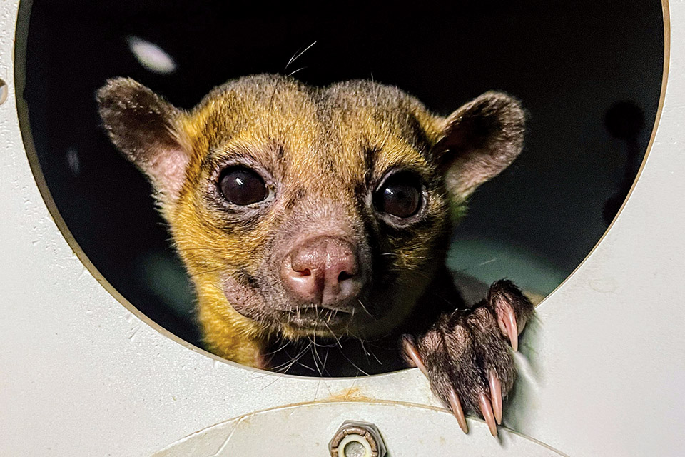 Animal at Boonshoft Museum of Discovery’s Discovery Zoo in Dayton (photo courtesy of Boonshoft Museum of Discovery)