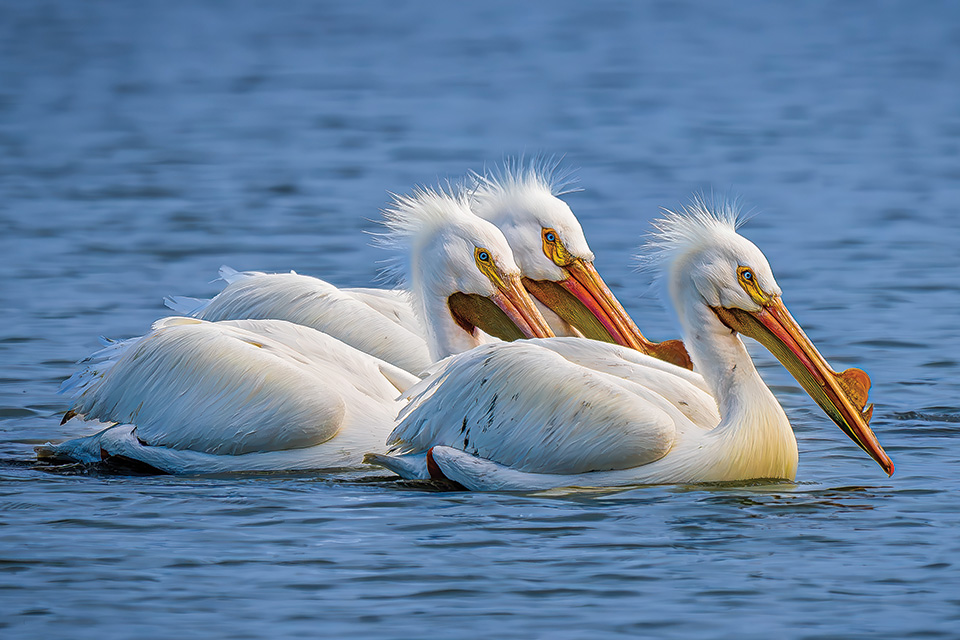 Pelicans on Grand Lake St. Marys (photo by Ken Bigham)