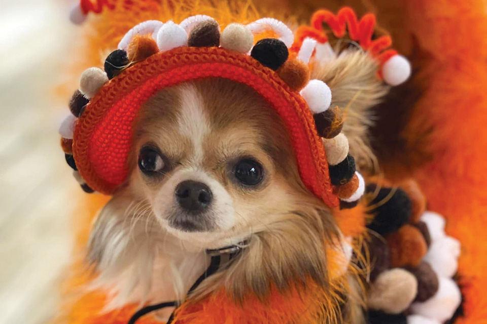 Dog dressed as woollybear at Woollybear Festival in Vermilion (photo courtesy of Woollybear Festival)