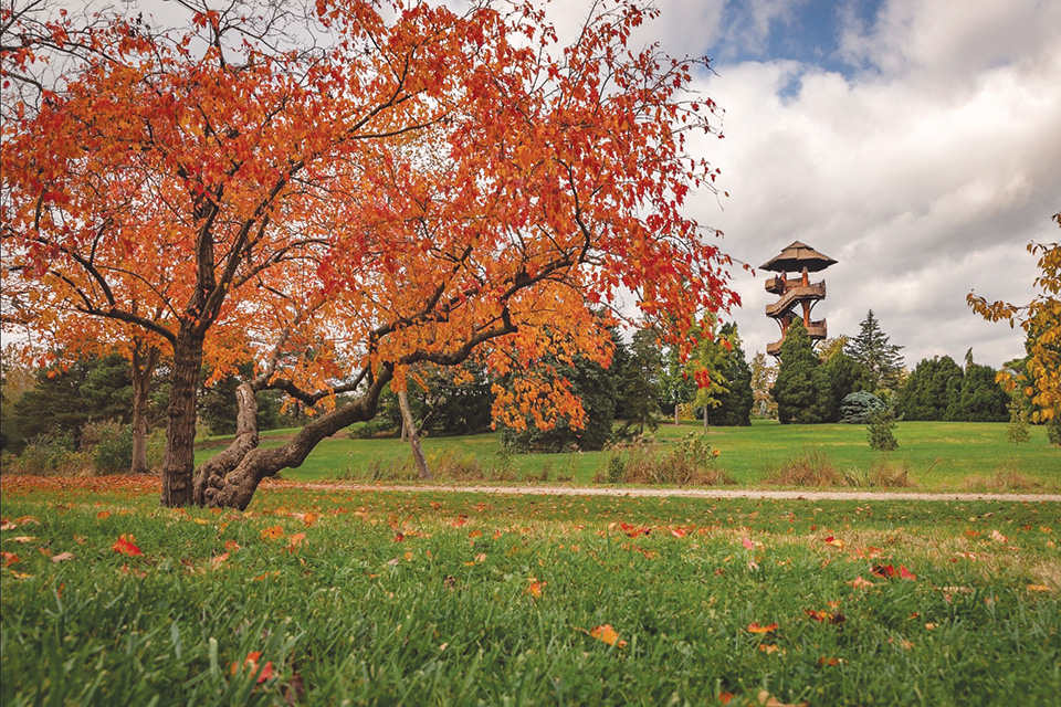 Fall color at Cox Arboretum MetroPark in Dayton (photo by Matthew Kirby)