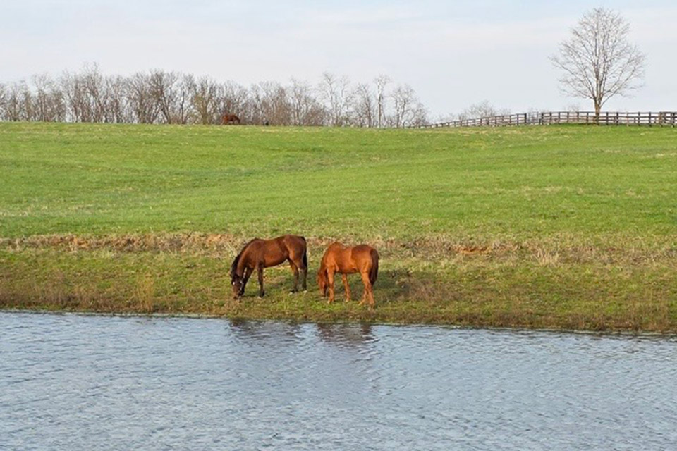 Horses at Mane Characters Equine Reserve & Retirement in Paris, Kentucky (photo courtesy of Mane Characters Equine Reserve & Retirement)