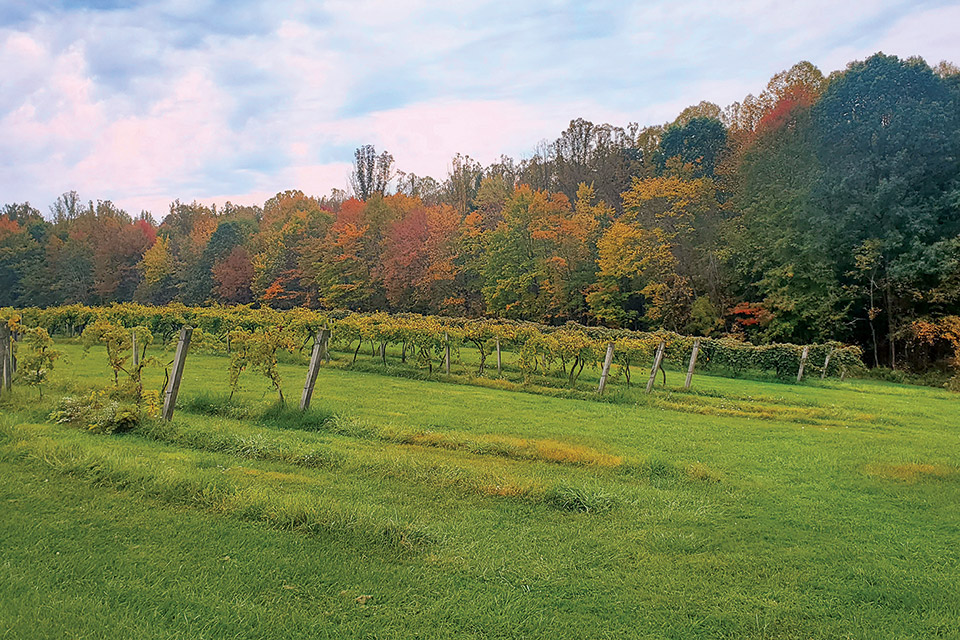 Grapes at Sarah’s Vineyard in Cuyahoga Falls (photo courtesy of Sarah’s Vineyard)