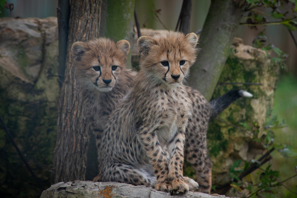 WDS-960x640-babycheetahs3